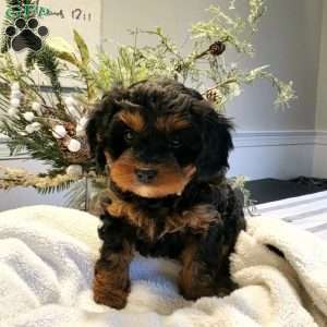 Mia, Cavapoo Puppy