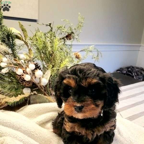 Mia, Cavapoo Puppy