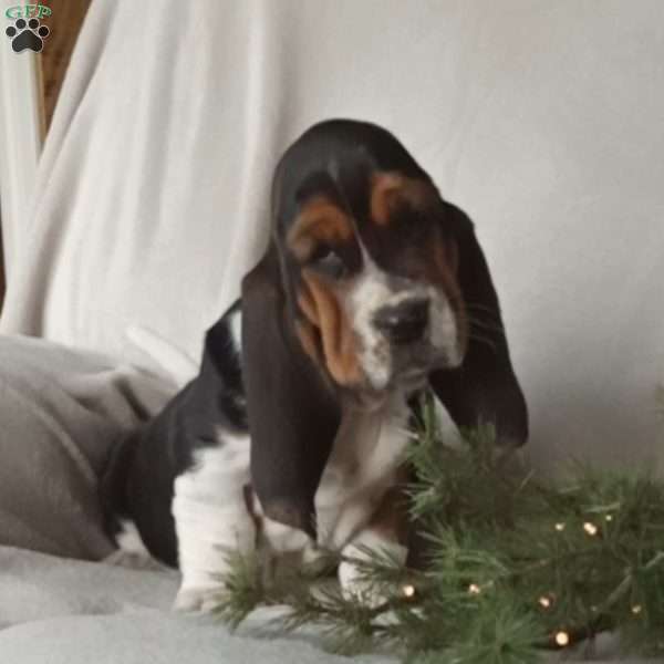 Melody, Basset Hound Puppy