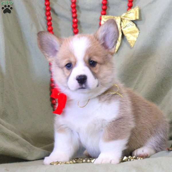 Vince, Pembroke Welsh Corgi Puppy