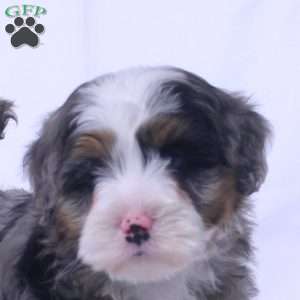 Vince, Mini Bernedoodle Puppy