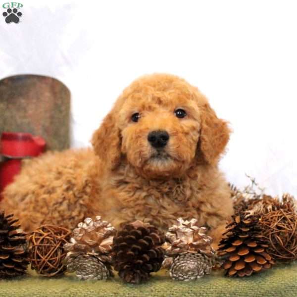 Vincent, Goldendoodle Puppy