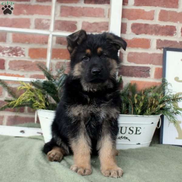 Vincent, German Shepherd Puppy