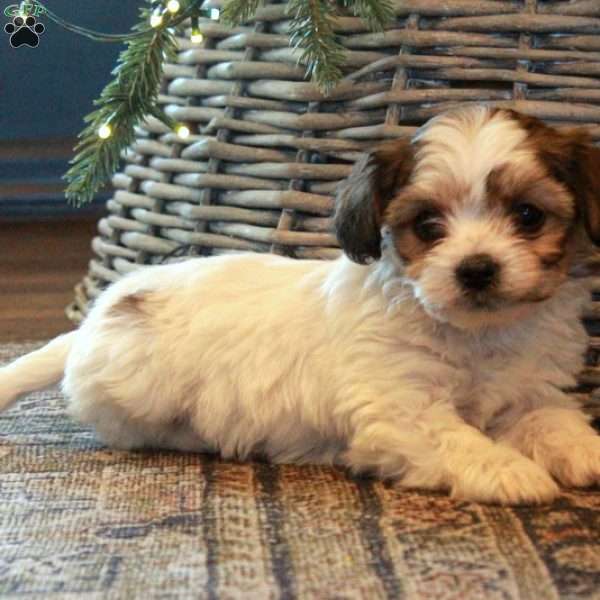 Violet, Yorkie-Chon Puppy