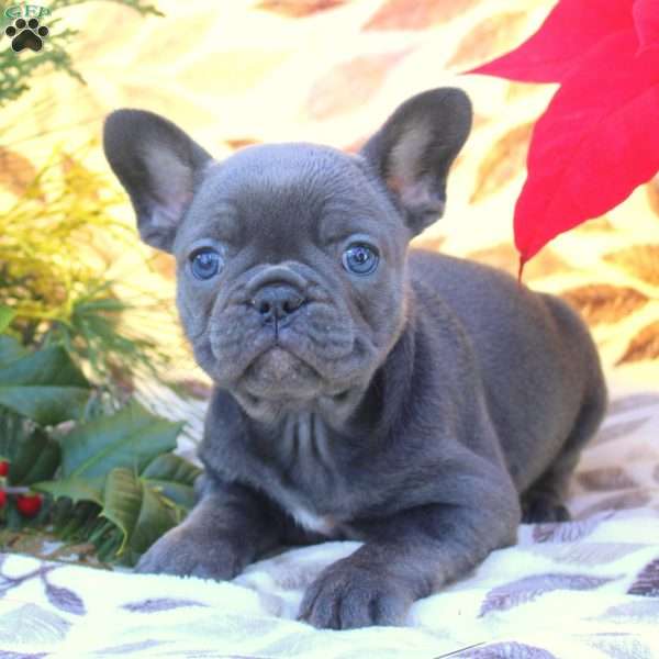 Violet, French Bulldog Puppy