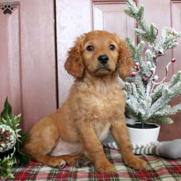 Violet, Mini Goldendoodle Puppy