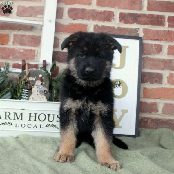 Violet, German Shepherd Puppy