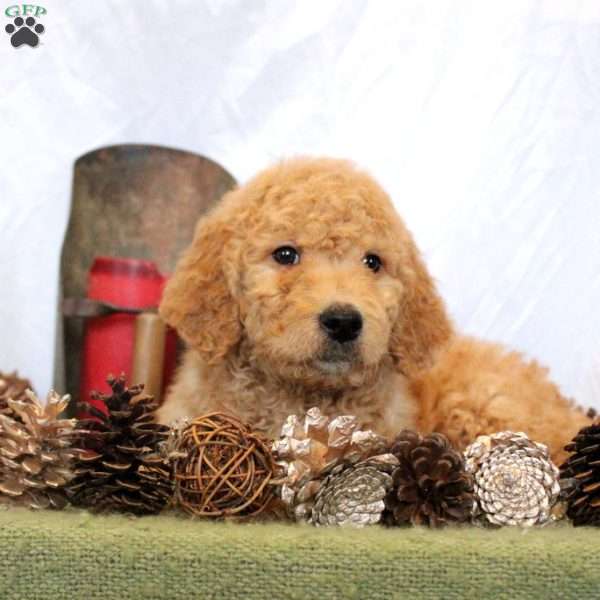 Violet, Goldendoodle Puppy