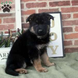 Violet, German Shepherd Puppy