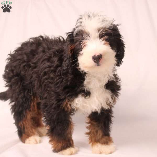 Virgil, Mini Bernedoodle Puppy