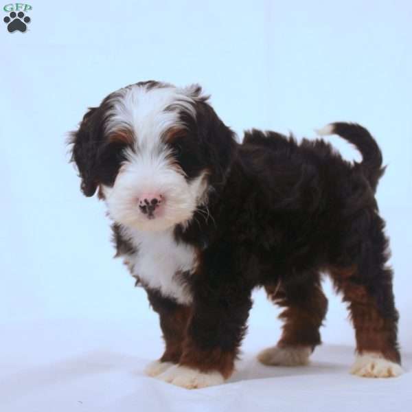 Virgil, Mini Bernedoodle Puppy