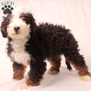 Virgil, Mini Bernedoodle Puppy