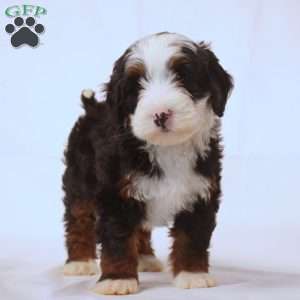 Virgil, Mini Bernedoodle Puppy