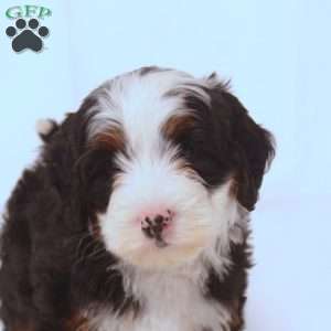 Virgil, Mini Bernedoodle Puppy