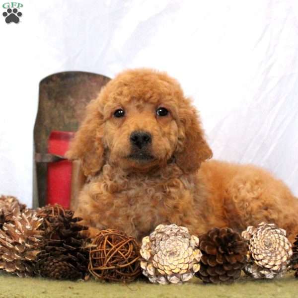 Vivian, Goldendoodle Puppy