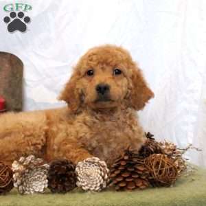 Vivian, Goldendoodle Puppy