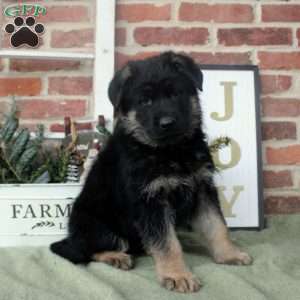 Vivian, German Shepherd Puppy