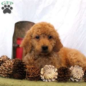 Vivian, Goldendoodle Puppy