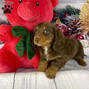 Dasher, Dachshund Puppy