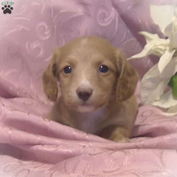 StarDust, Dachshund Puppy