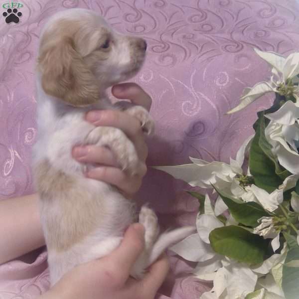 HoneyLuv, Dachshund Puppy