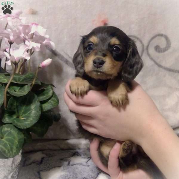 Jorge, Dachshund Puppy