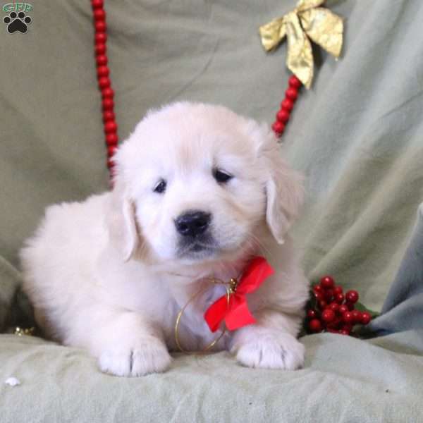 Wade, English Cream Golden Retriever Puppy