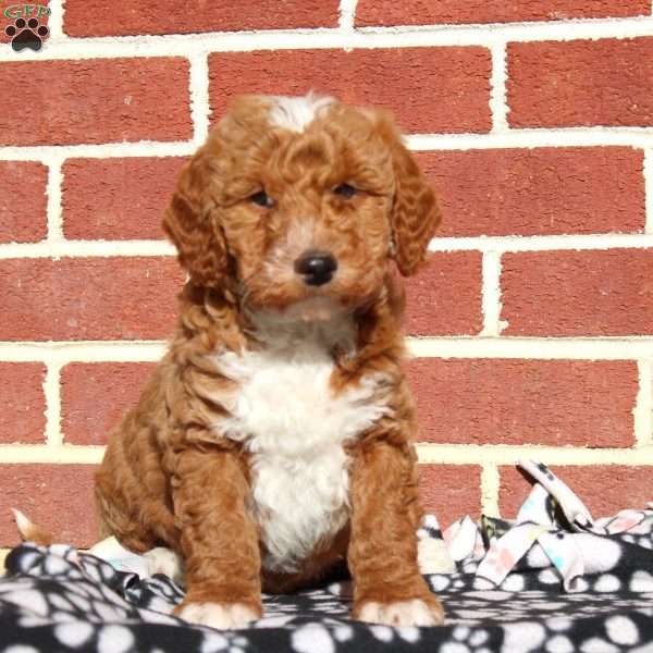 Wade, Mini Goldendoodle Puppy