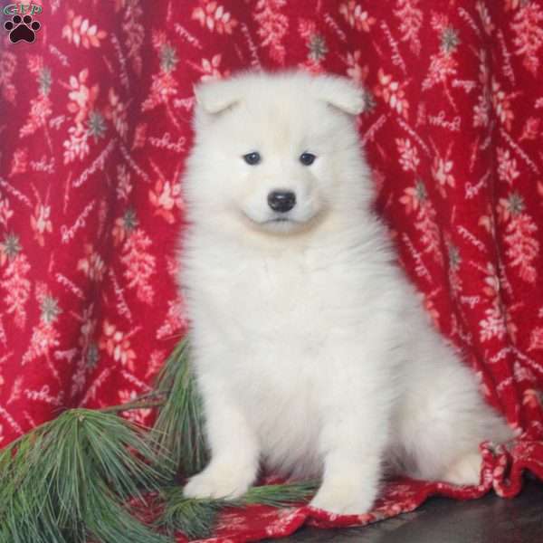 Wade, Samoyed Puppy