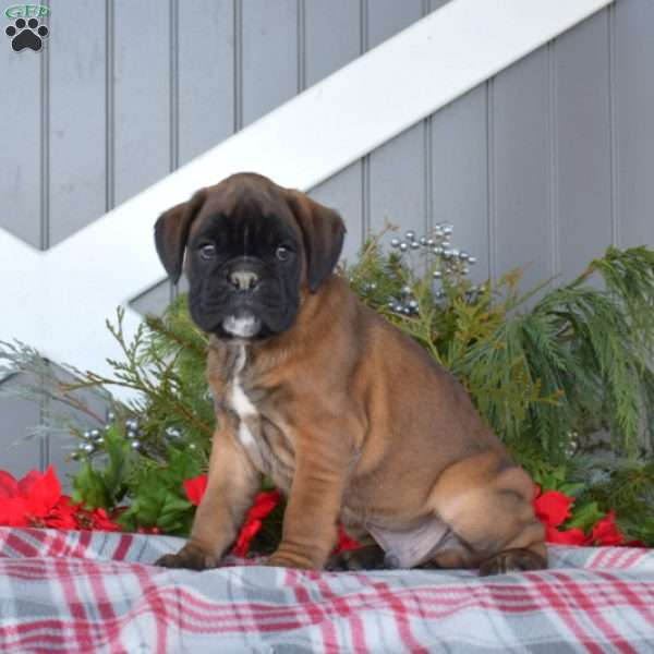 Walker, Boxer Puppy