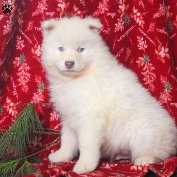 Walker, Samoyed Puppy