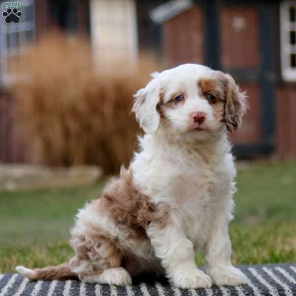 Wanda, Cockapoo Puppy