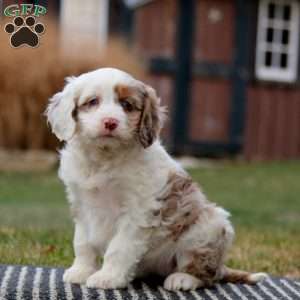 Wanda, Cockapoo Puppy