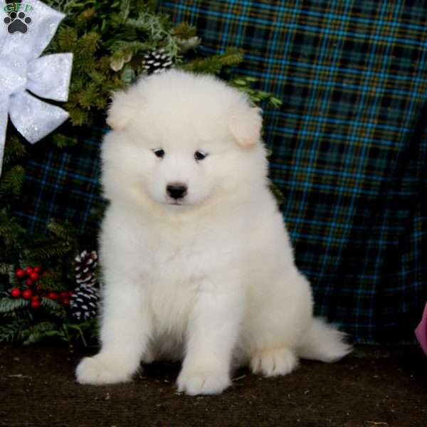 Watson, Samoyed Puppy