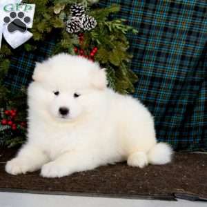 Watson, Samoyed Puppy