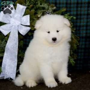 Watson, Samoyed Puppy