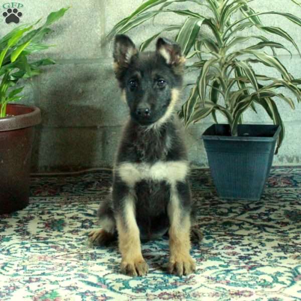 Waverly, German Shepherd Puppy