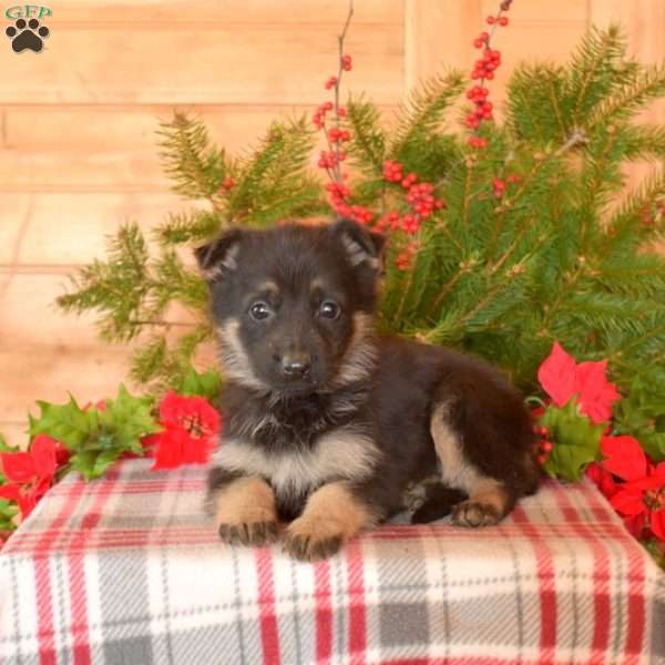 Waverly, German Shepherd Puppy