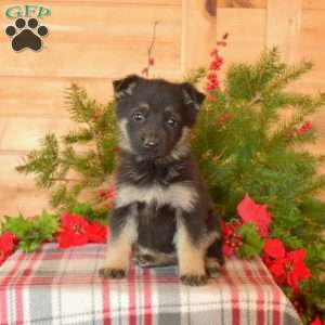 Waverly, German Shepherd Puppy