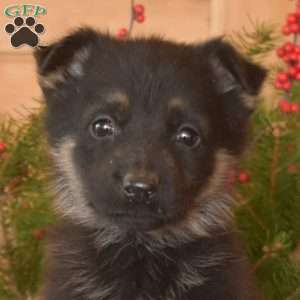 Waverly, German Shepherd Puppy