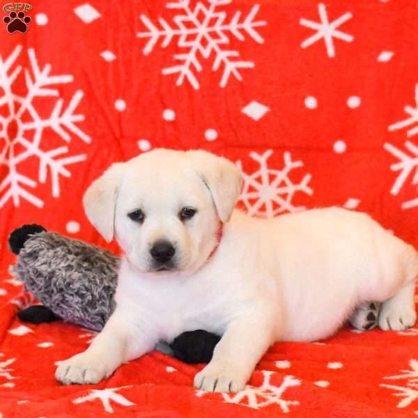 Waylon, Yellow Labrador Retriever Puppy