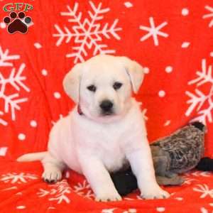 Waylon, Yellow Labrador Retriever Puppy