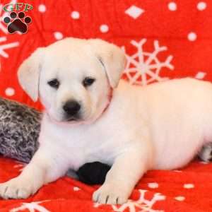 Waylon, Yellow Labrador Retriever Puppy