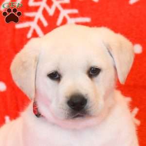 Waylon, Yellow Labrador Retriever Puppy