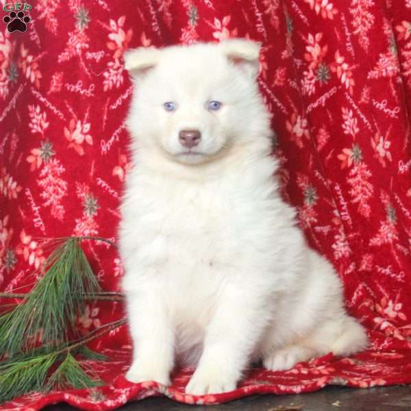 Wendy, Samoyed Puppy