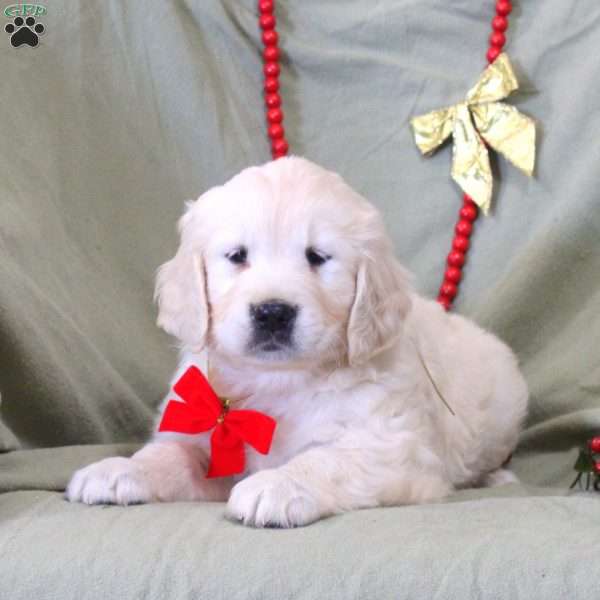 Wendy, English Cream Golden Retriever Puppy