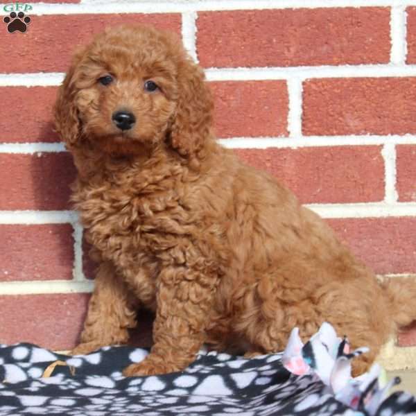 Wendy, Mini Goldendoodle Puppy