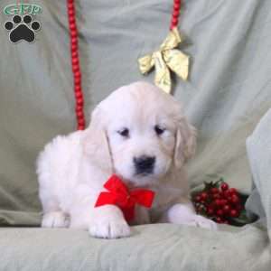 Wendy, English Cream Golden Retriever Puppy