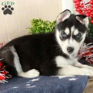 Wendy, Siberian Husky Puppy