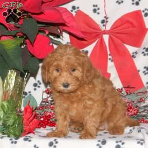 Wendy, Mini Labradoodle Puppy